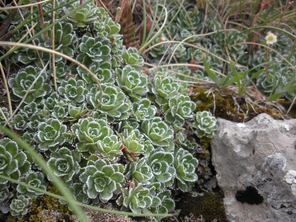 Saxifraga paniculata